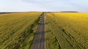 Aerial drone view of yellow sunflower field and a road with cars through it.