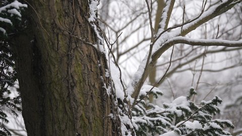 Squirrel jump on a branch in the snow. 
Close up video of squirrel jump on a branch in the snow.