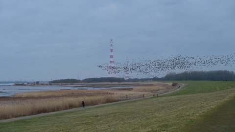 Resting and wintering area for barnacle geese or barnacle geese in the Wedeler Marsch near Hamburg