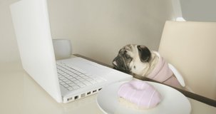 Cute pug dog dressed in funny pink costume, watching interesting, exciting content, media, movie with laptop, notebook at cozy kitchen at home. Sitting at the table with a donut. Funny dog concept. 