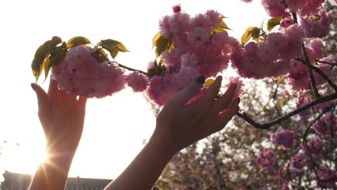 Woman gently touch bunch of lush cherry flowers on branch, bright sun light shine on background. European tourist wondering of beautiful Kwanzan cherry tree at hanami time in Japan