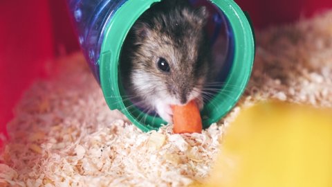 The hamster eats a carrot in his cage
