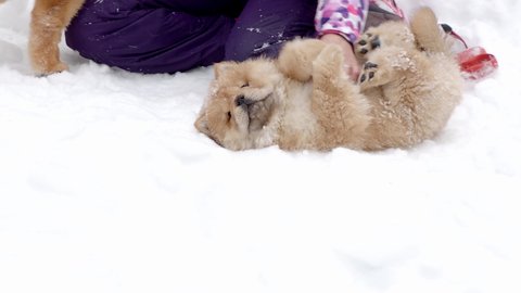 funny puppy chow chow playing in the snow in winter