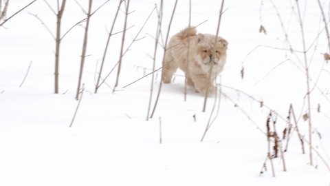 funny puppy chow chow walks in the snow in winter