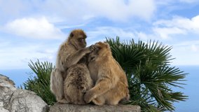 Wild monkeys as Barbary Macaque grooming each other at the top of the Rock of Gibraltar. British Colony Gibraltar. Video in 4K.