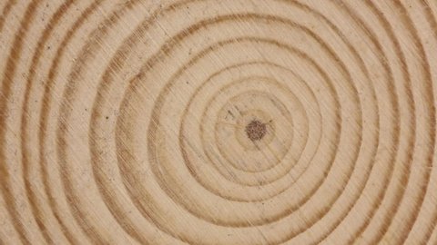 macro of cross section of tree branch with rings