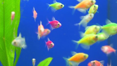 colorful small fish swimming in blue aquarium tank with green algae