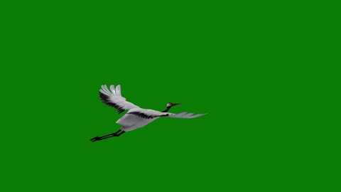 Crane Flying on Green Screen