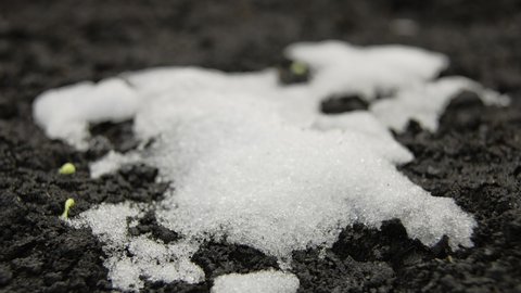Plants growing under the snow, Snow is melting timelapse, Cucumber seed rise in the snow, Winter and spring, The awakening of nature in field, gardening