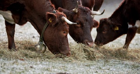 A group of cattle eating dry grass on a frozen field
