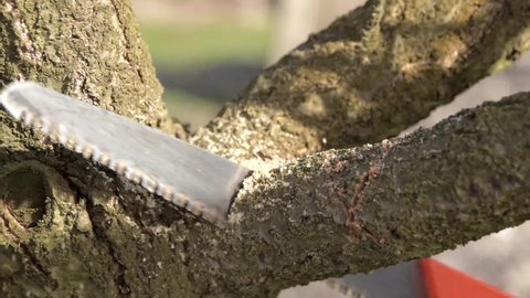 Pruning trees with a hand saw in the spring.Pruning branches of trees