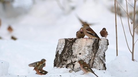 Many passerine songbirds in the winter snow forest, feeding on the feeder. Feed the birds in winter. Slow motion