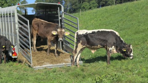 open cattle transporter on a green field with black and brown cows on the field and loading ramp,the black and white cow is eating grass by day, without people