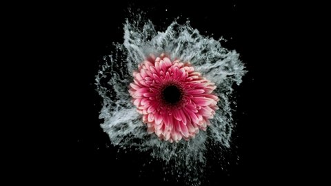 Beautiful colorful gerbera daisy rotation with water splash. Super slow motion shot at 1000 fps