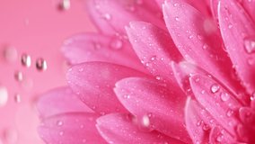 Beautiful Colorful Gerbera Daisy with Water Drops Falling. Super Slow Motion Shot at 1000 fps - Powered by Shutterstock - Get 15% off with code: PIKWIZARD15