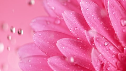 Beautiful Colorful Gerbera Daisy with Water Drops Falling. Super Slow Motion Shot at 1000 fps