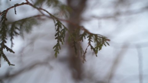 Close-up and travelling on cedar branches