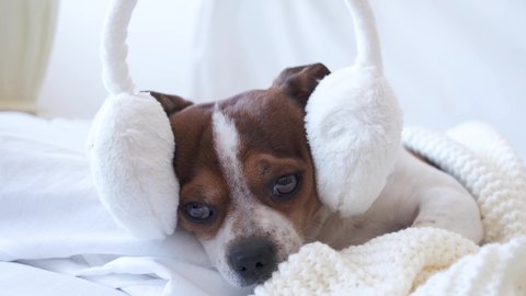 4k. Small cute chihuahua dog sleeping and lying in earmuffs in white bed. 