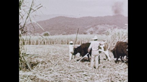 Mexico 1950s: Two farmers steer an oxen-cart piled high with sugarcane stalks. Man approaches line of 4 ox-carts full of sticks. Two oxen in harness chew cud.