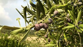 There are black olives on the branches of the olive tree New fresh crop Macro shot natural wonderful background images 4K video shooting buying.