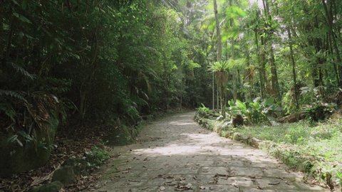 Path with lots of nature and trees around, in Serra dos Órgãos in Teresópolis in Rio de Janeiro.