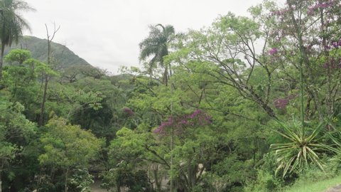 plants, flowers, native vegetation and lots of nature and trees around, at Serra dos Órgãos in Teresópolis in Rio de Janeiro. 