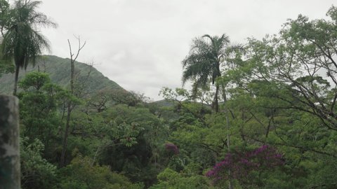plants, flowers, native vegetation and lots of nature and trees around, at Serra dos Órgãos in Teresópolis in Rio de Janeiro. 