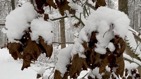 A branch with orange leaves of an oak under the snow. First snow, snow flakes are falling. Close-up. Winter landscape.