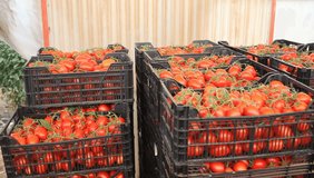 Crates with harvest of ripe red tomatoes in greenhouse. High quality FullHD footage