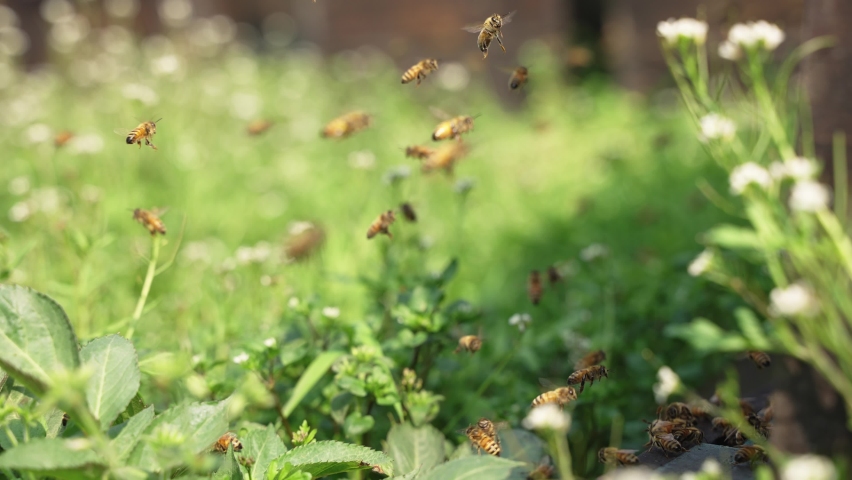 slow motion of swarm of honey bees flying in spring field around beehive in the afternoon sunshine insect in wild nature. Royalty-Free Stock Footage #1068342665