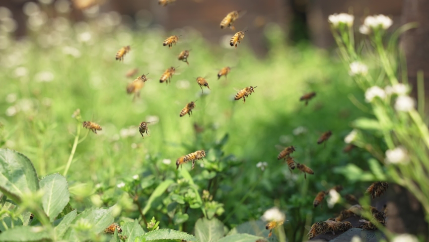 Slow motion of swarm of honey bees flying in spring field around beehive in the afternoon sunshine insect in wild nature. | Shutterstock HD Video #1068342665