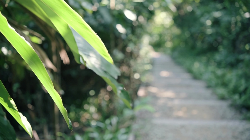 Fuyang Eco Park in Taipei, Taiwan. Hiker walking on the trail path on a sunny day.