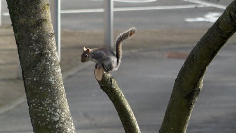 A Grey Squirrel sits on the end of a tree branch and repeatedly flicks its tail, giving a warning signal to other Squirrels and possible predators.