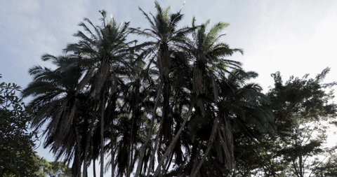 Palm tree bunch seen from below along a forest patch in Malawi Africa with sun shining, Orbit around shot