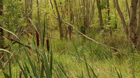 Cattails blowing in the wind in a wooded marsh in the forest