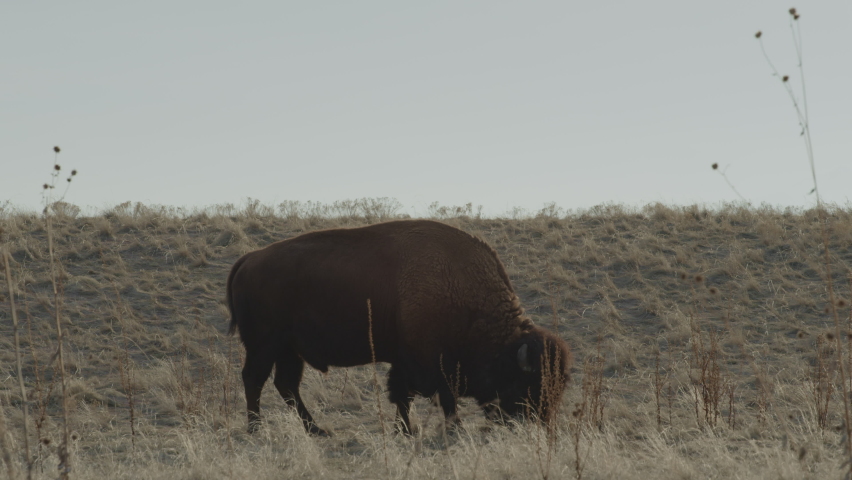 Antelope Island Salt Lake City Utah