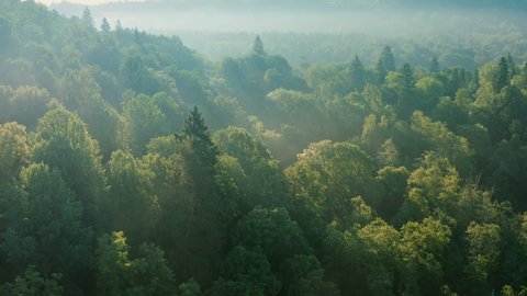 An atmospheric bird's-eye view of a rich, green forest, aerial and dynamic