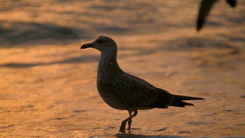 Seagull standing in the water on a beach in Miami, Florida. Waves hit the orange sand as the sunrise illuminates the scene.