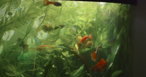 Macro shot of little colorful aquarium fish moving in green seaweed water background. Beautiful freshwater glass tank with large flock of yellow orange fry. Motion wallpaper nature plant animal