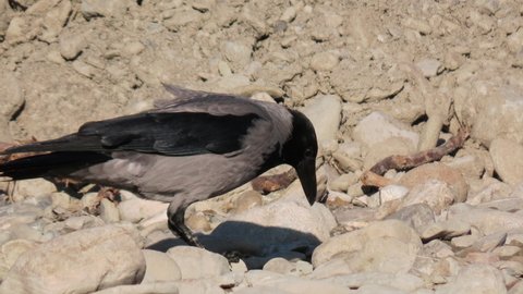 Hooded crow (Corvus cornix) intelligent bird hiding food. Smart bird placing rocks over food to keep it for later. Behaviour which shows that crows are smart and intelligent.