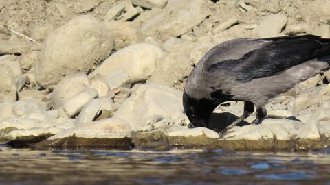 Hooded crow (Corvus cornix) standing right next to water, eating, with food behind rocks keeping it wet without being taken by the river. Bird drinking water and eating.