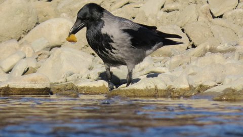 Hooded crow (Corvus cornix) standing right next to water, eatinga solid piece of food, placing it in water to make it wet and easier to eat. Smart behaviour shown by a smart bird, the crow.