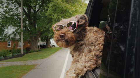 Cool brown dog with sunglasses travels in the car. Pet Travel