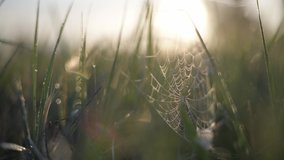 The web is in the morning sun. Drops of dew on the web. - Powered by Shutterstock - Get 15% off with code: PIKWIZARD15