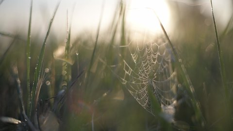 The web is in the morning sun. Drops of dew on the web.