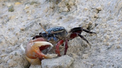 A blue shelled spotted Phillipino fiddler crab (Austruca annulipes) walking sideways on a sandy beach. One of its claws is bigger and the stem of one of its eyes is broken, leaning heavily sideways.