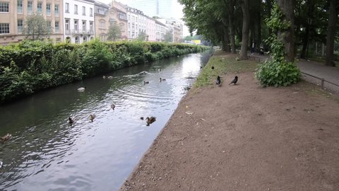Birds gooses, ducks in Dusseldorf city park near lake, Germany