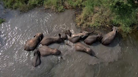 Wildlife in Asia. Close-up aerial view of a breeding herd of elephants Water plays at Lampang Thailand.