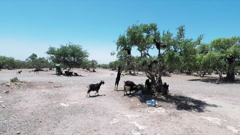 Wild Goats Walking Around And Climbing Trees In Morocco - Medium Shot