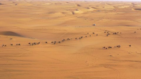 Aerial view over a cavalcade of camels, in middle of the Sahara desert, in Morocco - orbit, drone shot